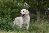 GOLDEN RETRIEVER 936